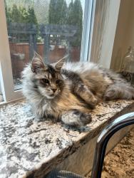 Reunited Female Cat last seen 212th and 77a ave, Langley Township, BC V2Y 2G1