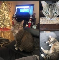 Reunited Female Cat last seen Kirk rd and Racoon, Austintown, OH 44406