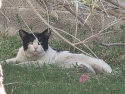 Found/Stray Unknown Cat last seen Camino Al Norte and Ann, North Las Vegas, NV 89031
