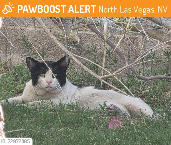 Found/Stray Unknown Cat last seen Camino Al Norte and Ann, North Las Vegas, NV 89031