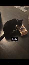 Reunited Male Cat last seen Nichols dr. And park ave by the food lion , Laurel, MD 20707