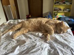 Reunited Male Cat last seen Glenmore and 58th Court, Thurston County, WA 98501