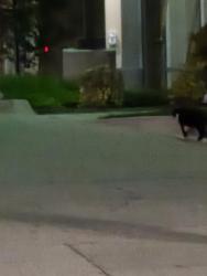 Found/Stray Unknown Cat last seen Near Locke Ave headed towards transplant center, Fort Worth, TX 76107