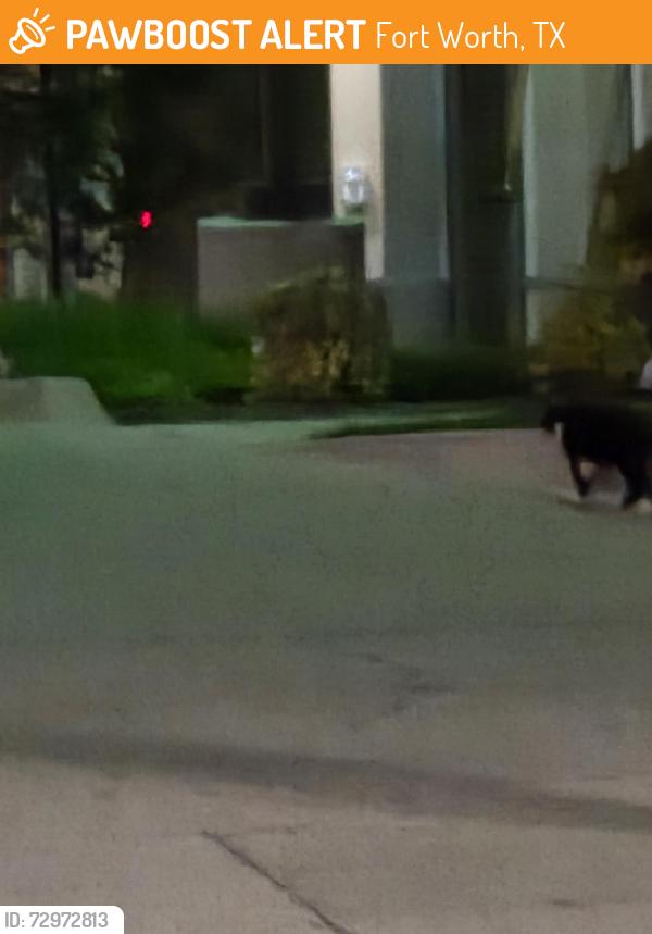 Found/Stray Unknown Cat last seen Near Locke Ave headed towards transplant center, Fort Worth, TX 76107