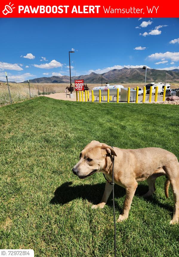 Lost Male Dog last seen Loves gas station , Wamsutter, WY 82336