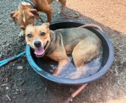 Shelter Stray Female Dog last seen , 30032, GA, Atlanta, GA 30341
