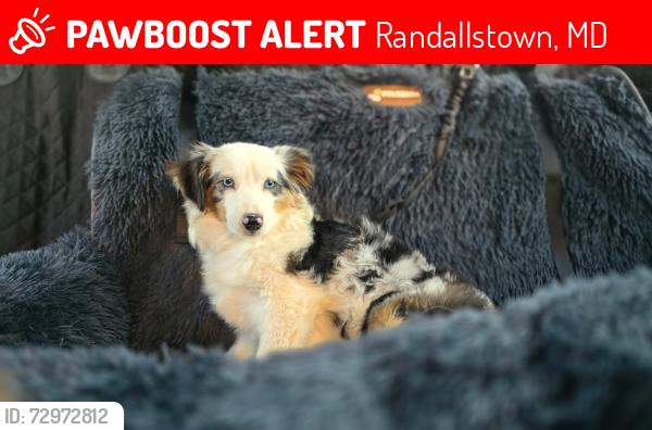 Lost Female Dog last seen Offutt Road and Peddicoat Court, Randallstown, MD 21133