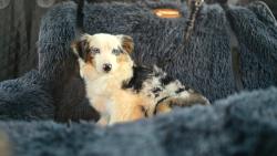 Lost Female Dog last seen Offutt Road and Peddicoat Court, Randallstown, MD 21133