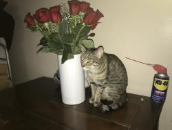 Reunited Female Cat last seen Melina lane, Tomball, TX 77375