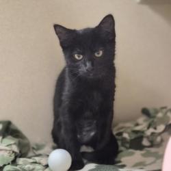 Shelter Stray Female Cat last seen Rancho Cordova, CA 95670, Sacramento, CA 95828