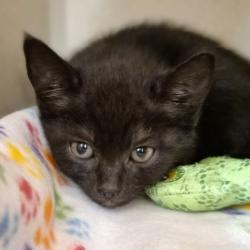 Shelter Stray Unknown Cat last seen Sacramento, CA 95823, Sacramento, CA 95828