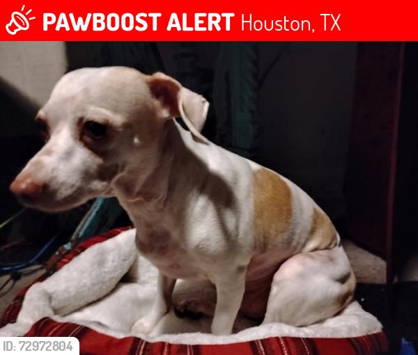 Lost Male Dog last seen Westheimer place and Quiet place dr, Houston, TX 77082