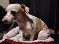 Lost Male Dog last seen Westheimer place and Quiet place dr, Houston, TX 77082