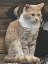 Reunited Male Cat last seen Old coochs bridge & Welsh tract rd behind the red roof in & candlewood suites, Newark, DE 19713