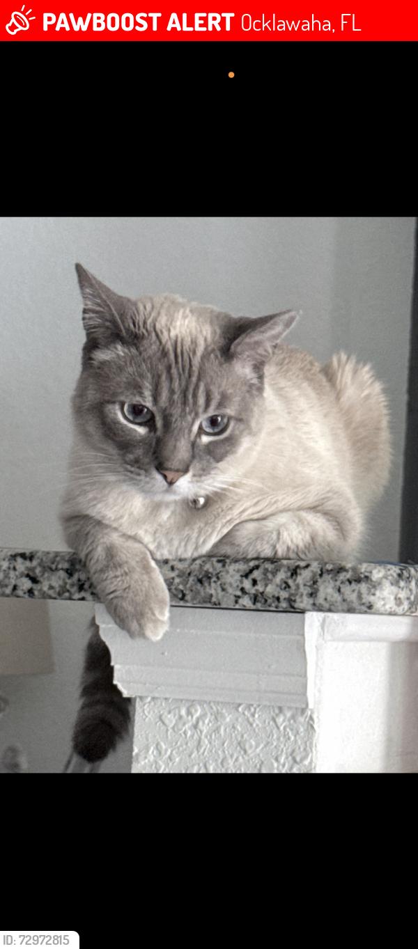 Lost Male Cat last seen Malauka, Ocklawaha, FL 32179