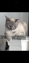 Lost Male Cat last seen Malauka, Ocklawaha, FL 32179