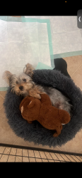 Lost Male Dog last seen Marion and charlestón , Las Vegas, NV 89104