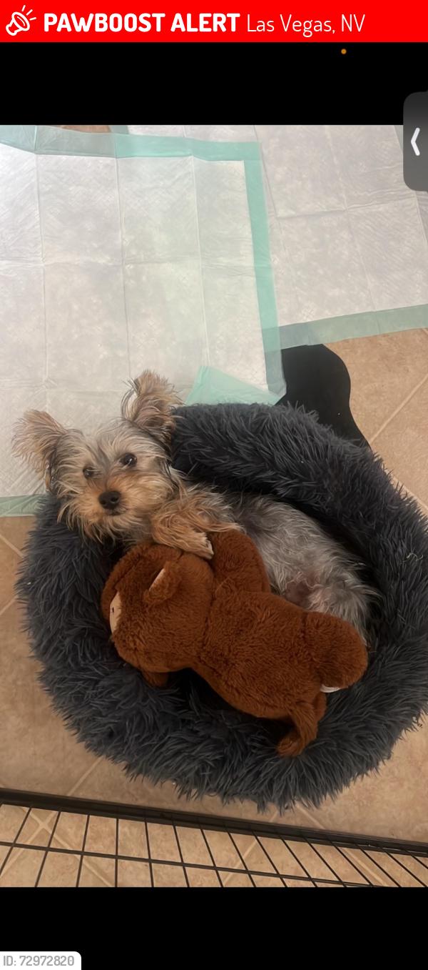 Lost Male Dog last seen Marion and charlestón , Las Vegas, NV 89104