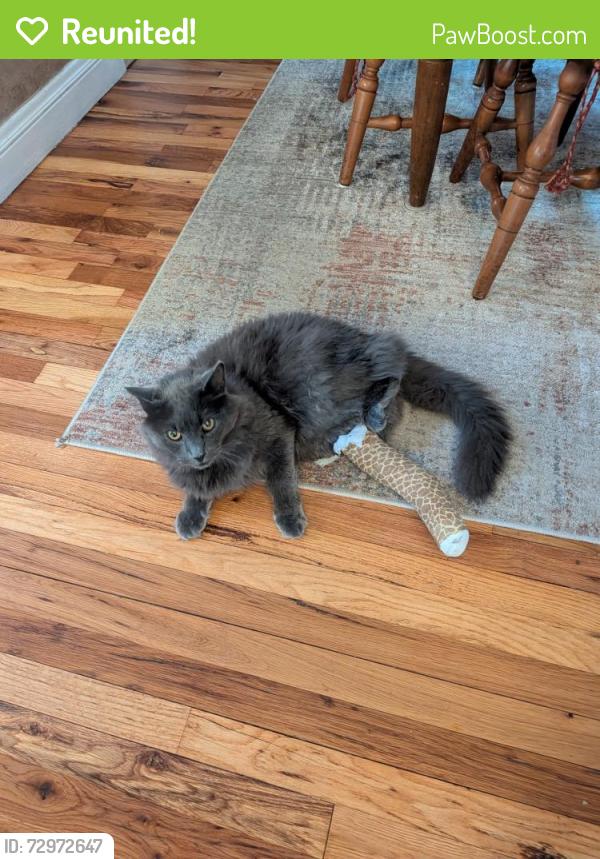 Reunited Male Cat last seen clinton and 70th st, Richfield, MN 55423