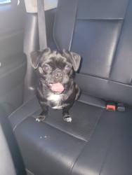Reunited Male Dog last seen Lincoln Park, MI 48146, USA, Lincoln Park, MI 48146