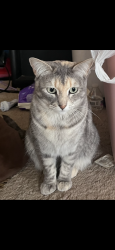 Lost Female Cat last seen Center st and cedar ave, Fernley, NV 89408