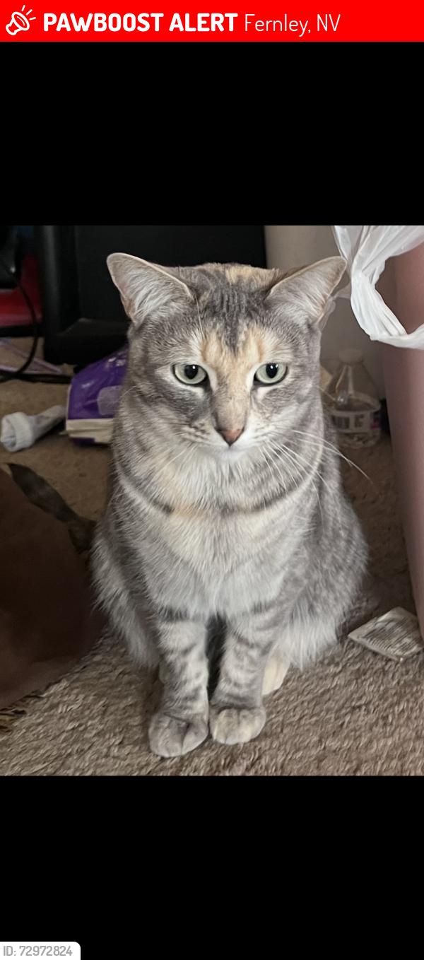 Lost Female Cat last seen Center st and cedar ave, Fernley, NV 89408