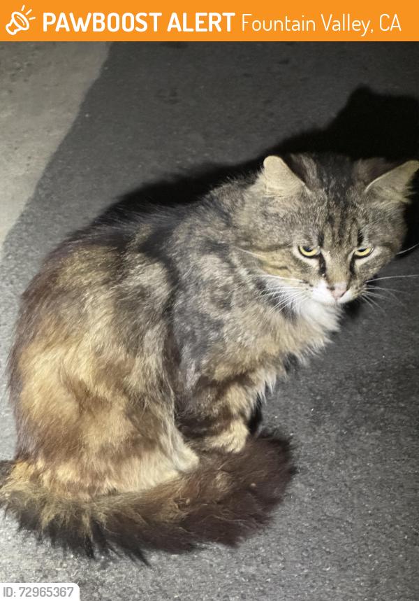 Found/Stray Unknown Cat last seen Magnolia and Heil, Fountain Valley, CA 92708