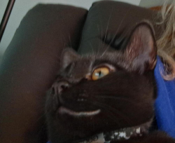 Reunited Male Cat last seen Marlton Circle near Longbranch Road, Liverpool, NY 13088