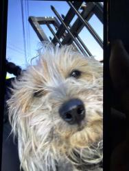 Lost Female Dog last seen Los Angeles , Los Angeles, CA 90012