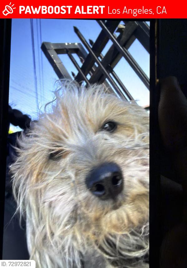 Lost Female Dog last seen Los Angeles , Los Angeles, CA 90012