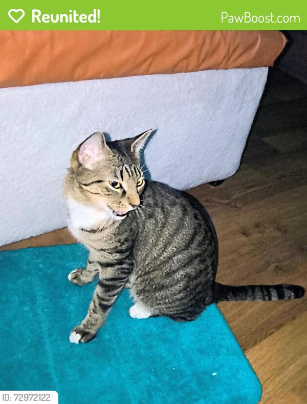 Reunited Female Cat last seen Near n booth st , Milwaukee, WI 53212