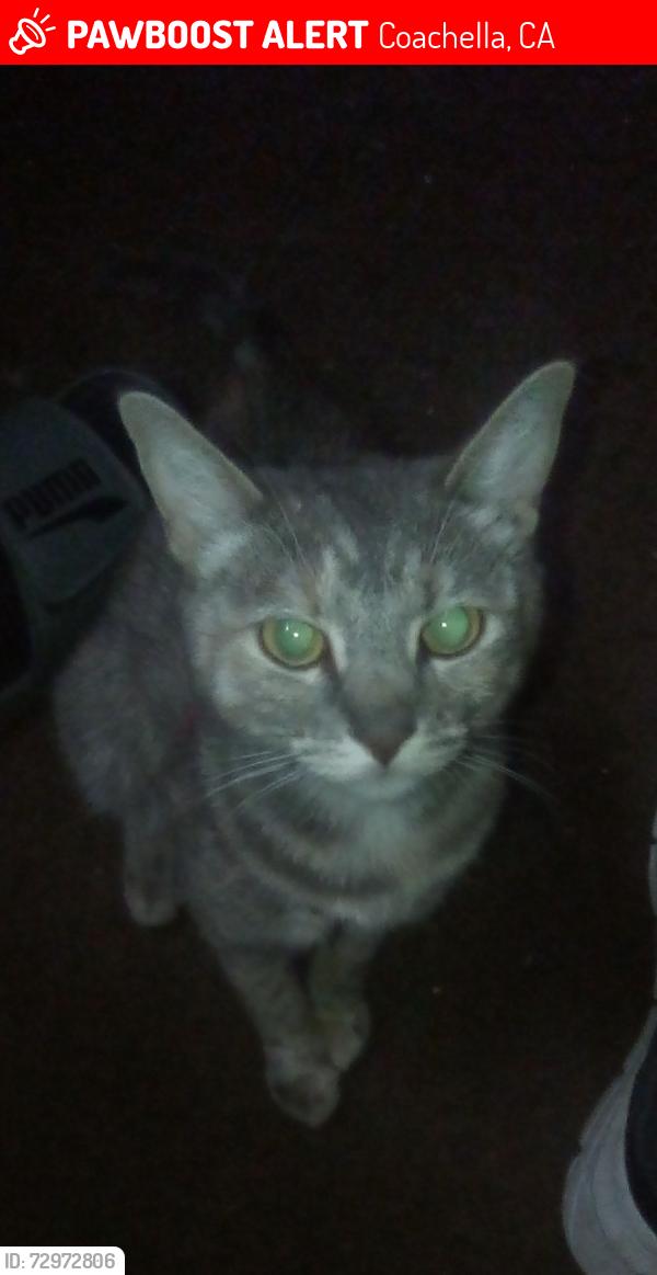 Lost Female Cat last seen San Mateo Ave, Coachella, CA 92236