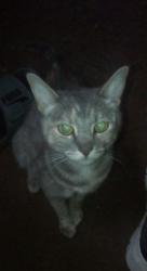Lost Female Cat last seen San Mateo Ave, Coachella, CA 92236