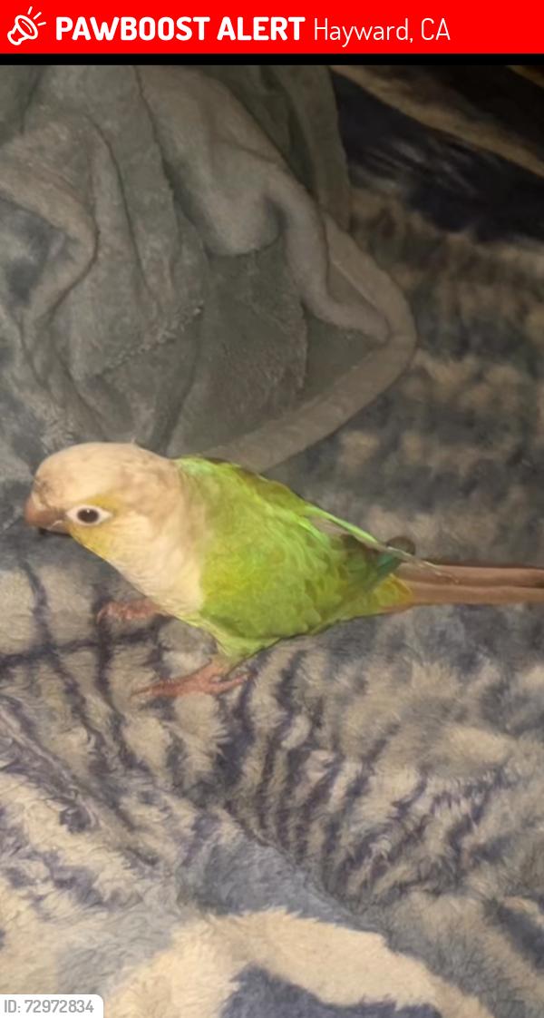 Lost Unknown Bird last seen A street, Hayward, CA 94541