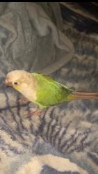 Lost Unknown Bird last seen A street, Hayward, CA 94541