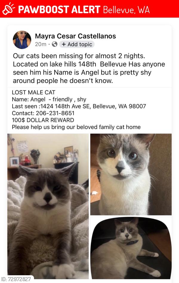 Lost Male Cat last seen Lake hills 148 th st, Bellevue, WA 98008