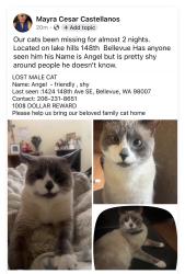 Lost Male Cat last seen Lake hills 148 th st, Bellevue, WA 98008