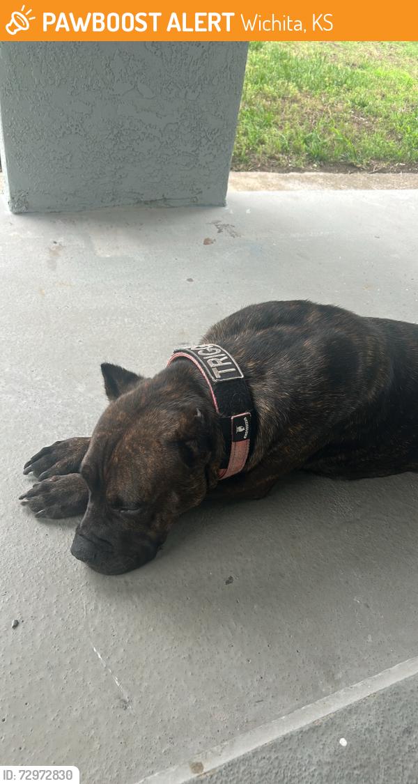 Found/Stray Female Dog last seen Near and Central, Wichita, KS 67212