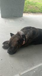 Found/Stray Female Dog last seen Near and Central, Wichita, KS 67212