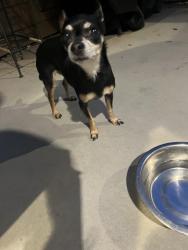 Found/Stray Female Dog last seen Near Wichita pl, Pueblo, CO 81004