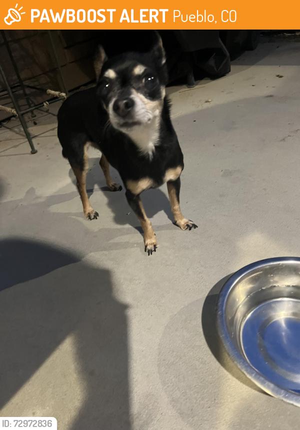 Found/Stray Female Dog last seen Near Wichita pl, Pueblo, CO 81004