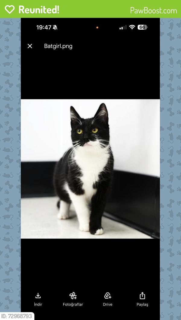 Reunited Female Cat last seen Richwood Ct, Cupertino, CA 95014, USA, Cupertino, CA 95014