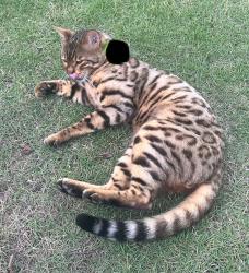 Reunited Unknown Cat last seen Off of Harts Mill Road, Atlanta, GA 30341