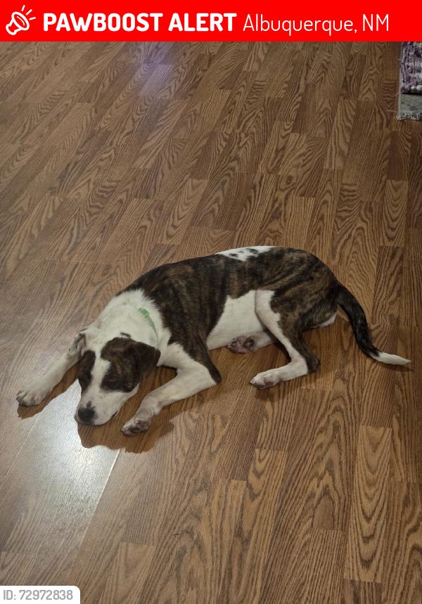 Lost Female Dog last seen Tuscany Park Area, Albuquerque, NM 87114