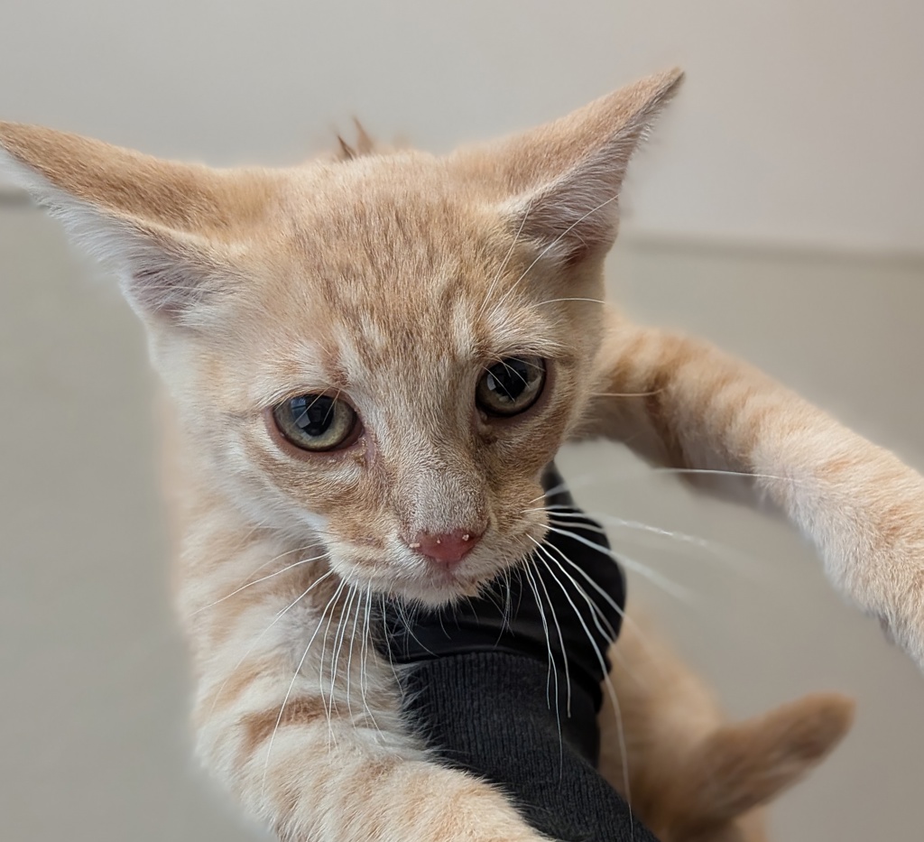 Shelter Stray Male Cat last seen Near Shooting Star Drive, San Diego, CA, 92173, 5500 Gaines St, San Diego, CA 92110, USA