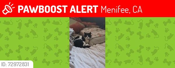 Lost Female Cat last seen Geranium, Menifee, CA 92584