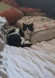 Lost Female Cat last seen Geranium, Menifee, CA 92584