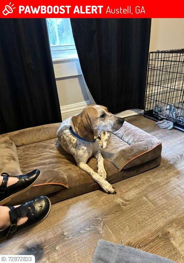 Lost Female Dog last seen Mt pisgah church, Austell, GA 30168