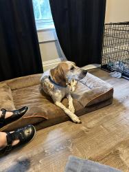 Lost Female Dog last seen Mt pisgah church, Austell, GA 30168