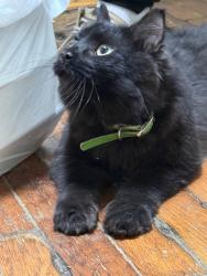 Found/Stray Unknown Cat last seen Near Winter st cross Bowdoin st. Dorchester, Boston, MA 02122